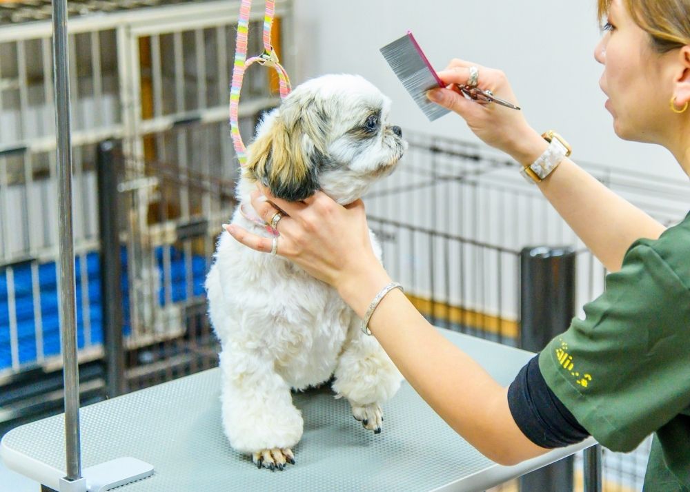 カットされている犬