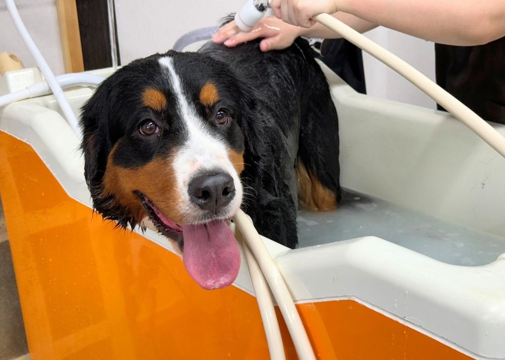 SPAワンに入っている大型犬