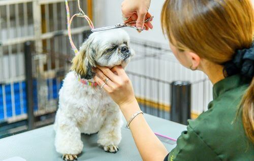 愛犬のトリミングの待ち時間に