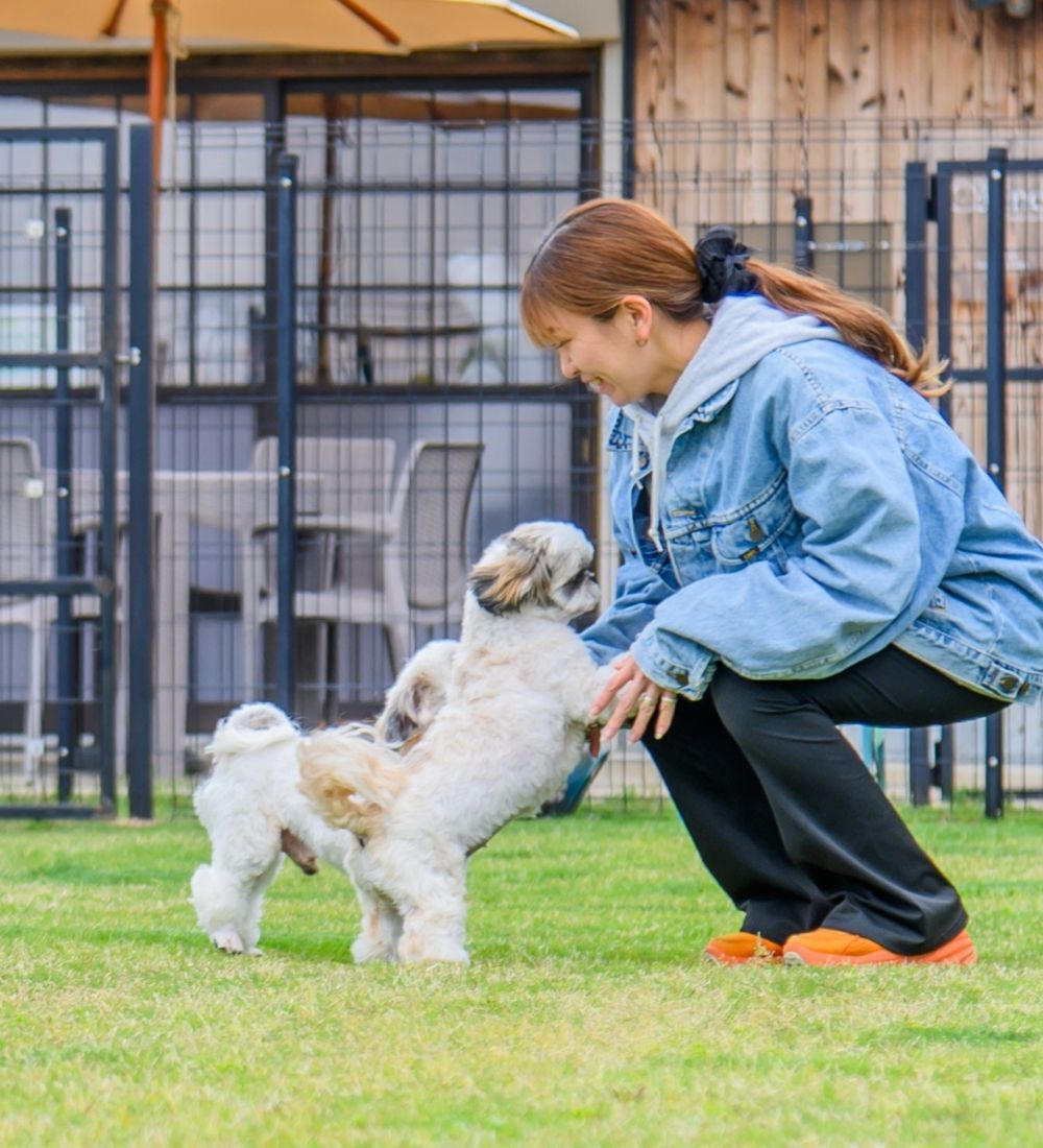 ドッグランで遊ぶ犬と飼い主
