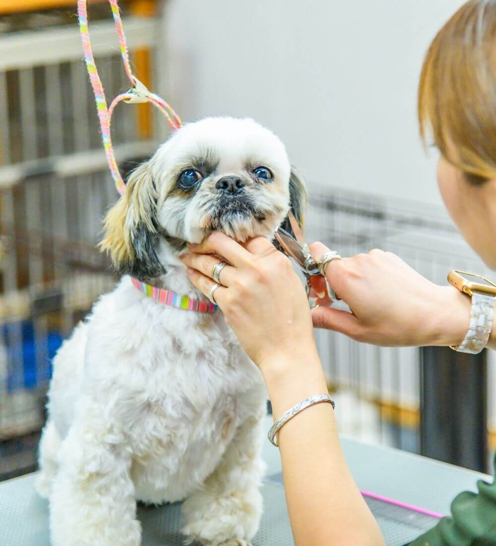 カットされている犬