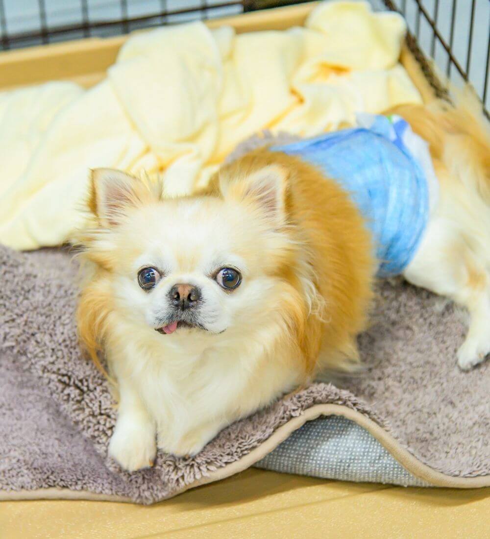 ホテルに宿泊中の犬