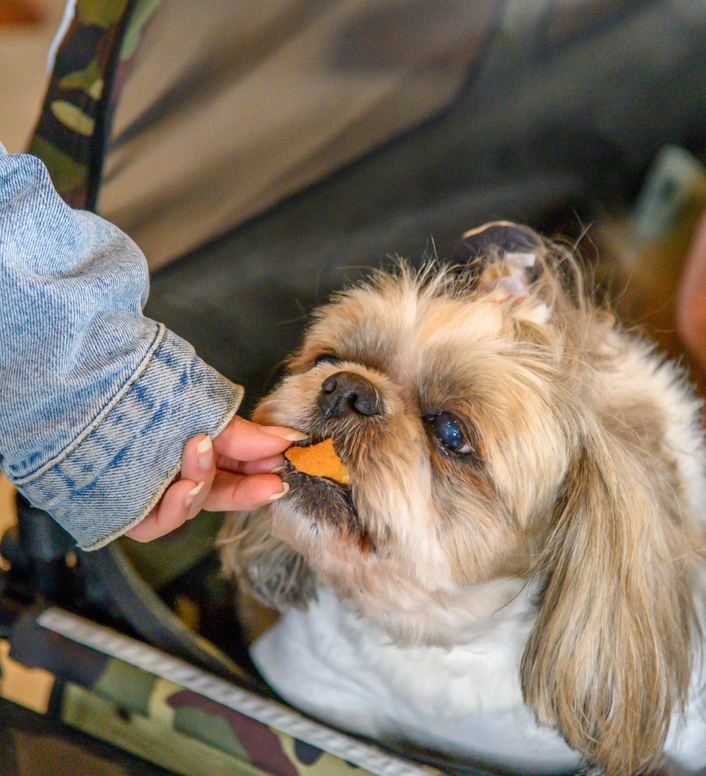 カフェで食べ物をもらっている犬