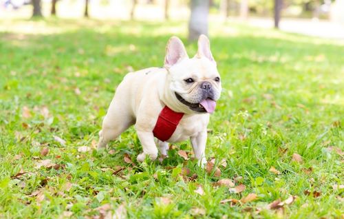 芝生の上を走る小型犬