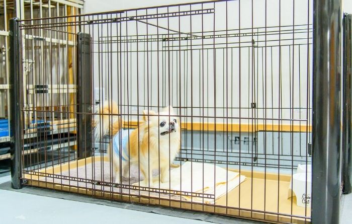 屋内のケージの中で休んでいる小型犬の様子