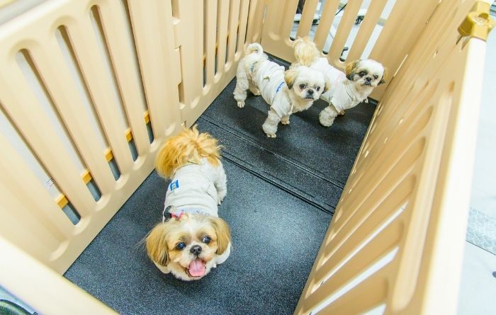 室内の囲いスペースで過ごしている複数の小型犬