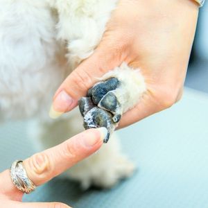 オプション